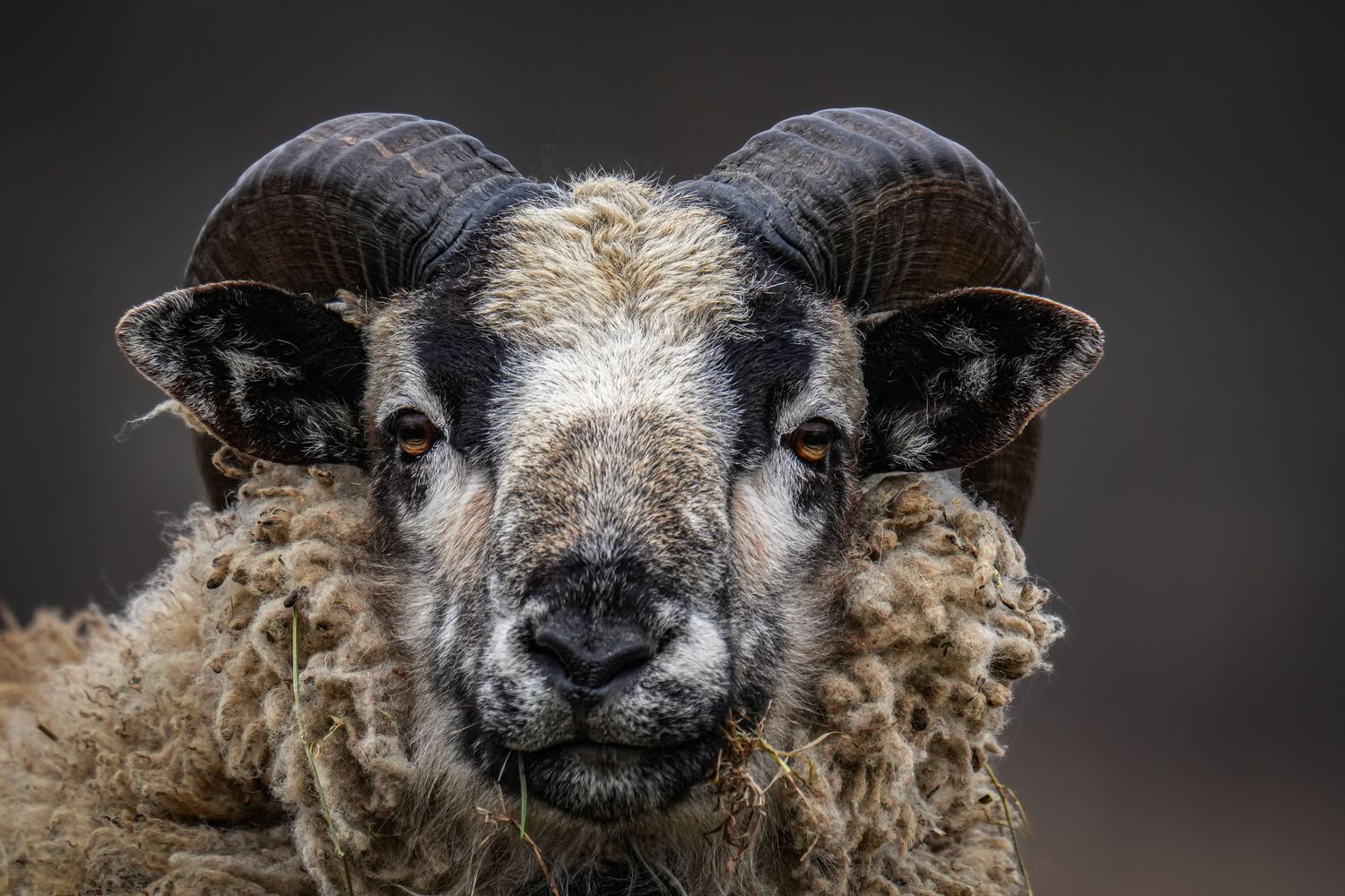 Close-up portrait of a horned ram with black and white markings and thick wool.