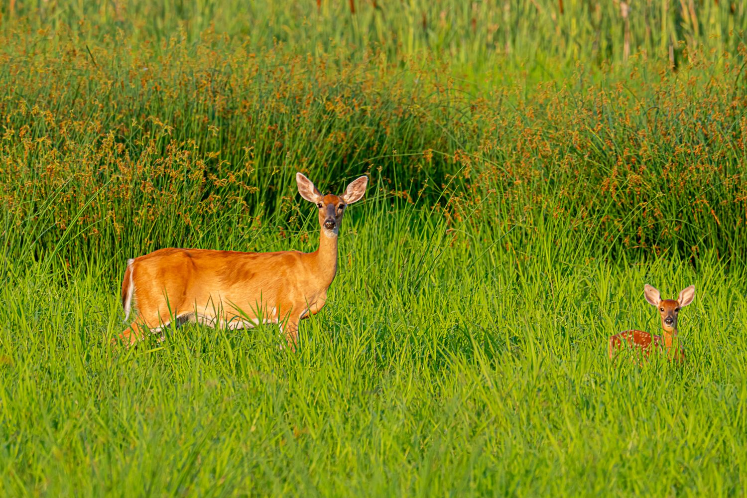 White-tailed doe and spotted fawn standing together in lush green meadow grass.