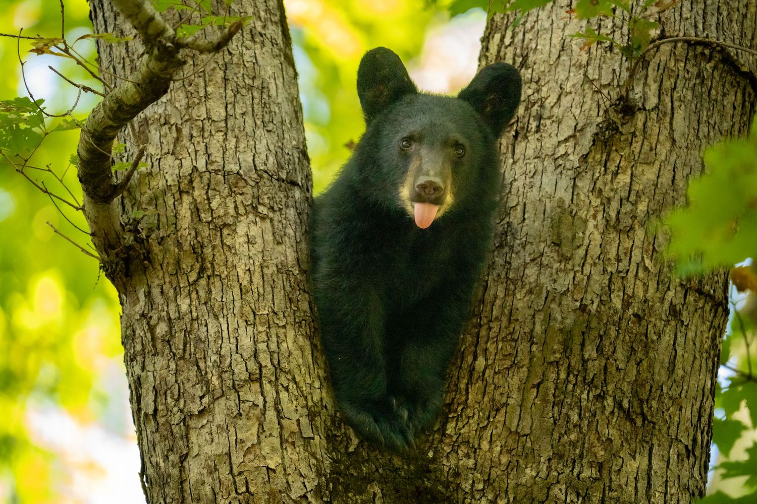 Young black bear cub perched in the fork of a tree with tongue out in a leafy forest.
