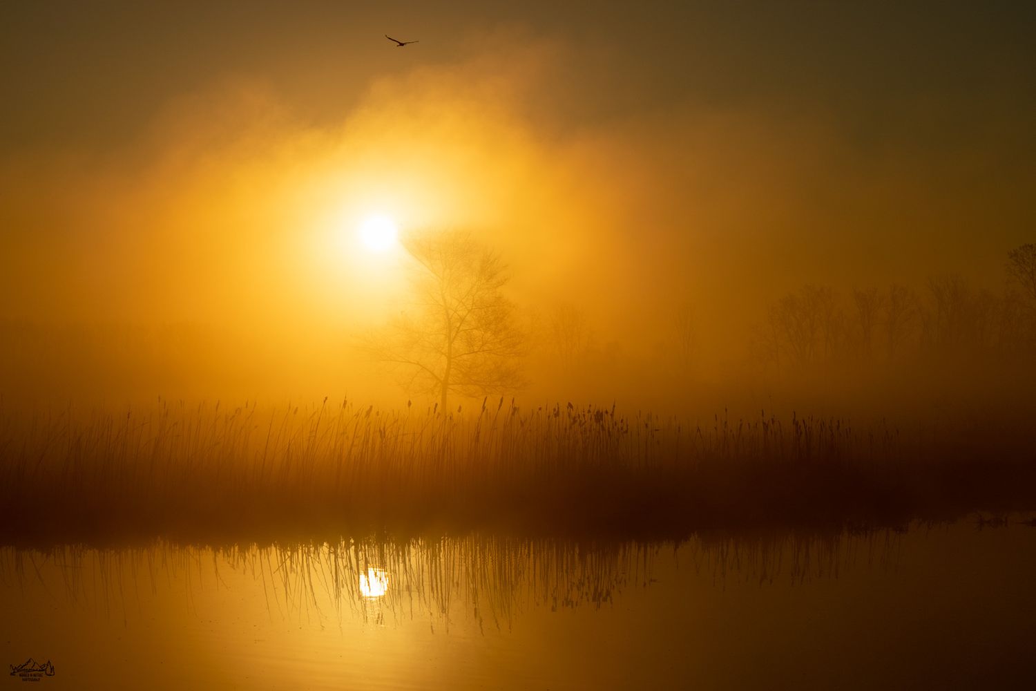Golden misty sunrise over wetland with silhouetted reeds and trees reflecting on water.