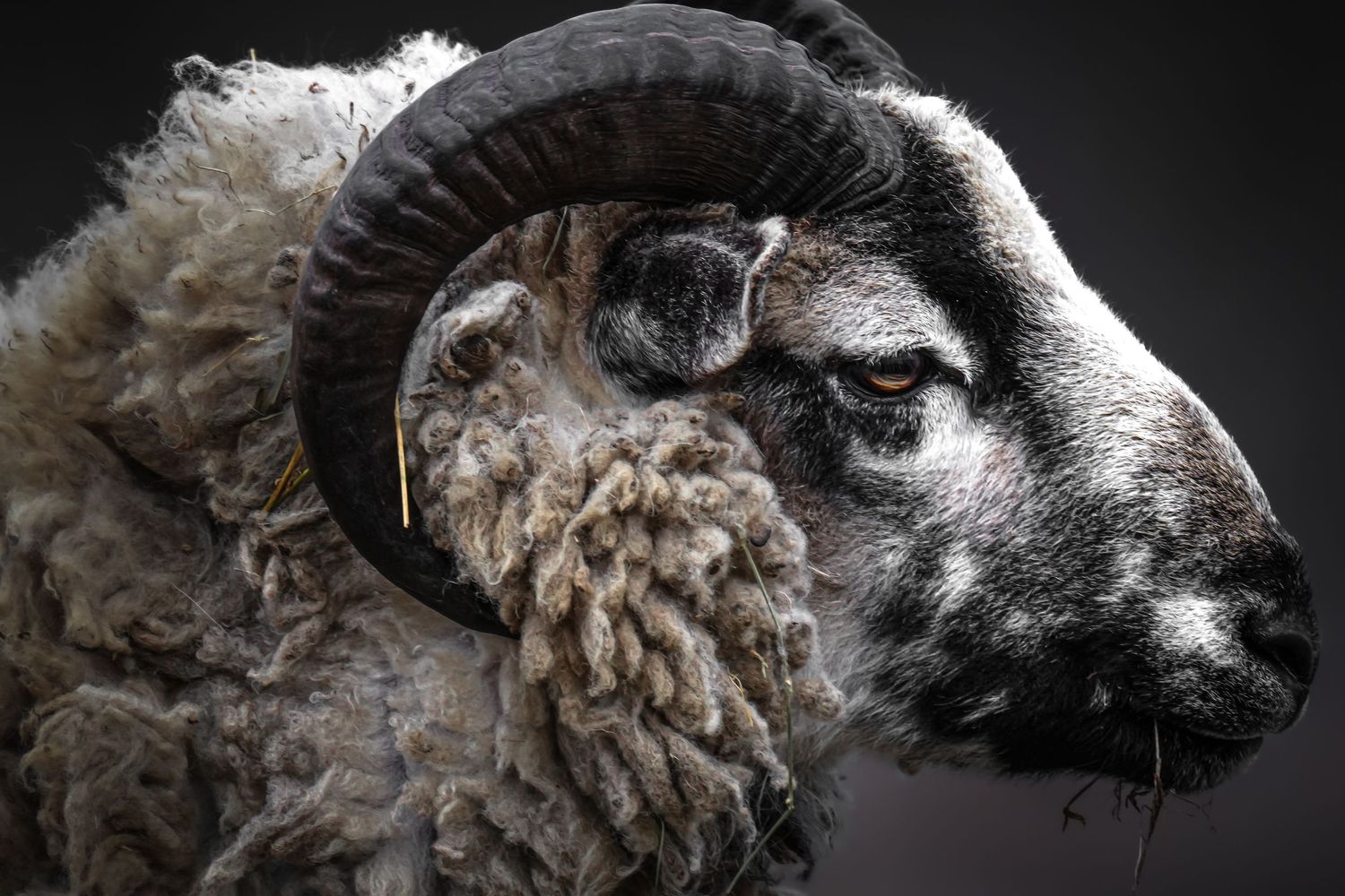Close-up profile portrait of a black-faced ram with curved horns and thick woolly fleece.