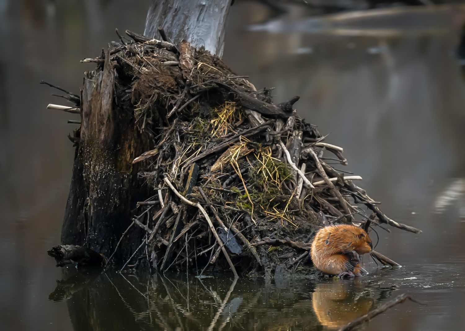 A small muskrat sits beside a large stick nest on a calm reflective pond in natural wildlife habitat.
