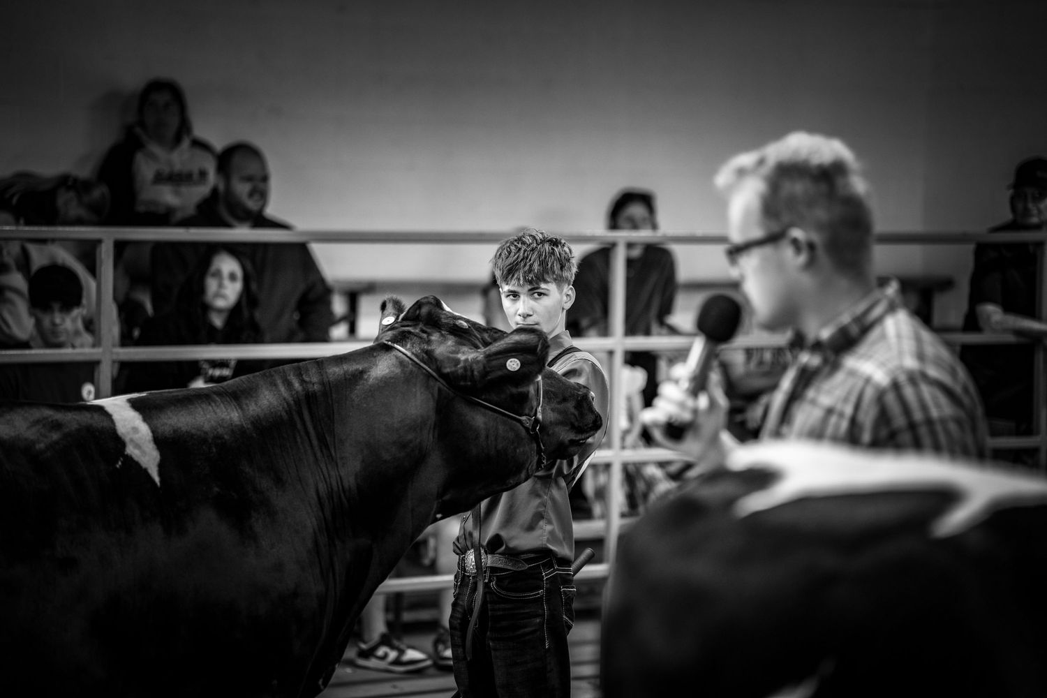 Boy leads black cow at livestock show while judge with microphone evaluates in black and white photo.
