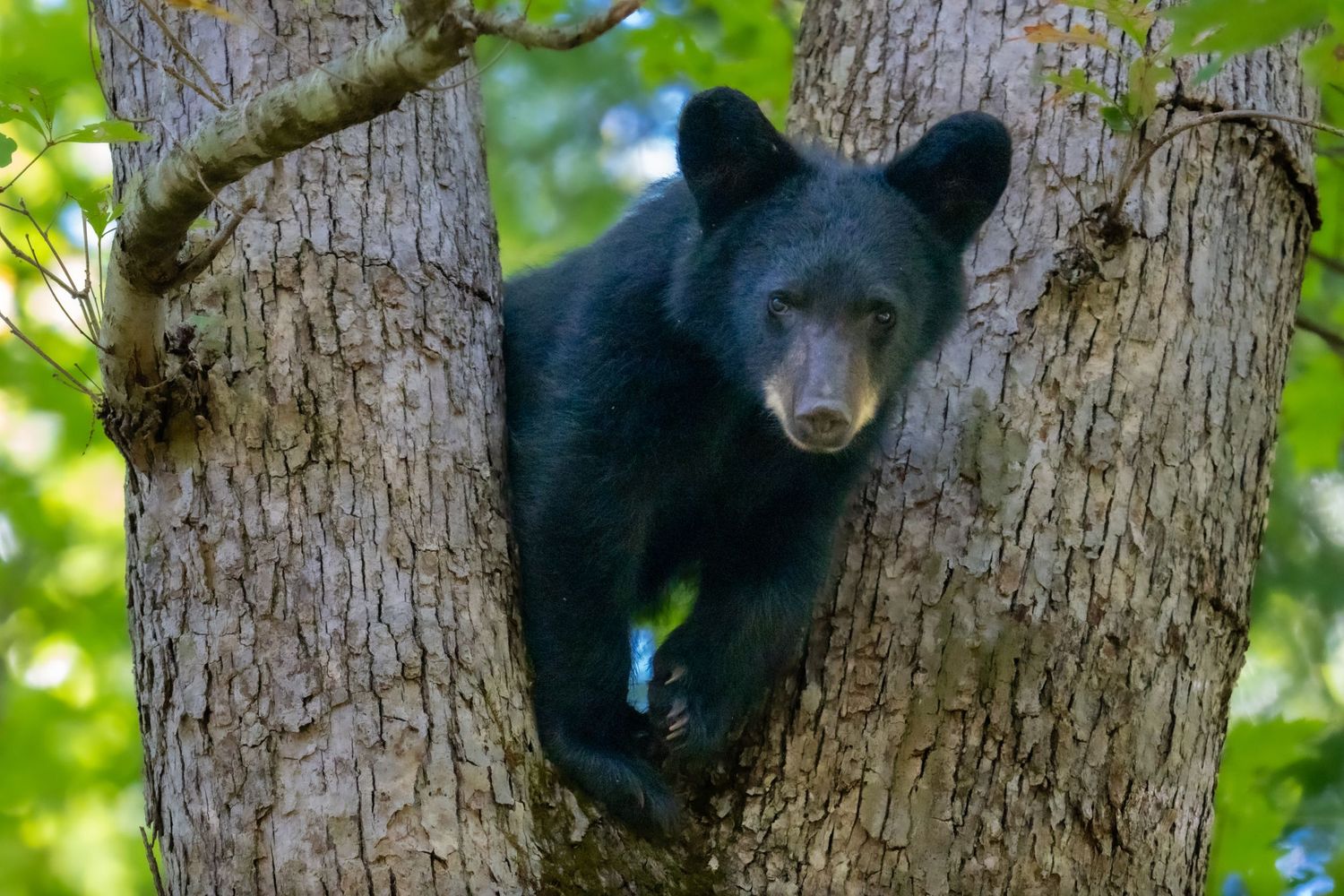 A black bear cub rests in the fork of a tree in green forest.