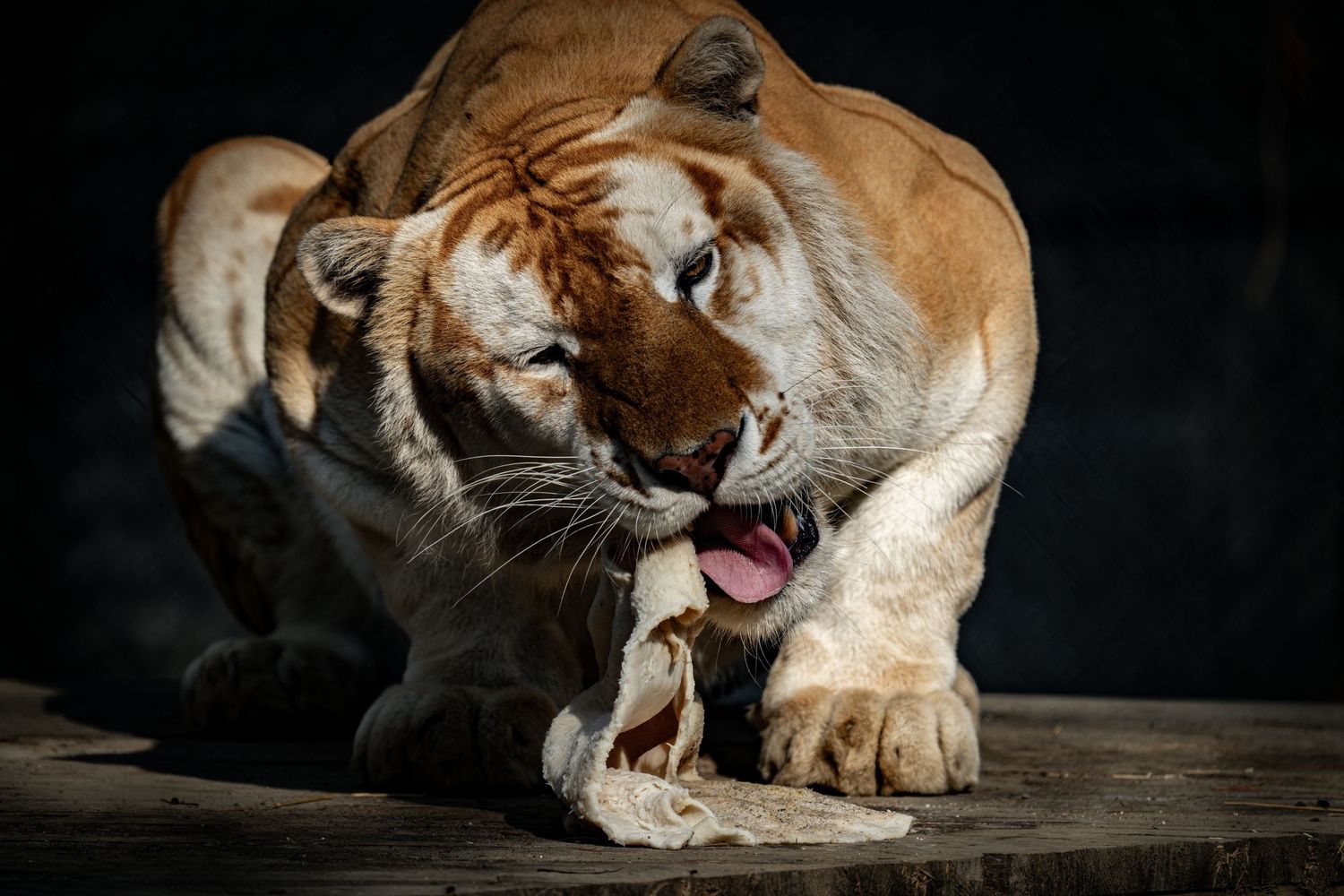 A powerful tiger crouches over a bone, teeth bared, in a dramatic close-up shot against a dark background.