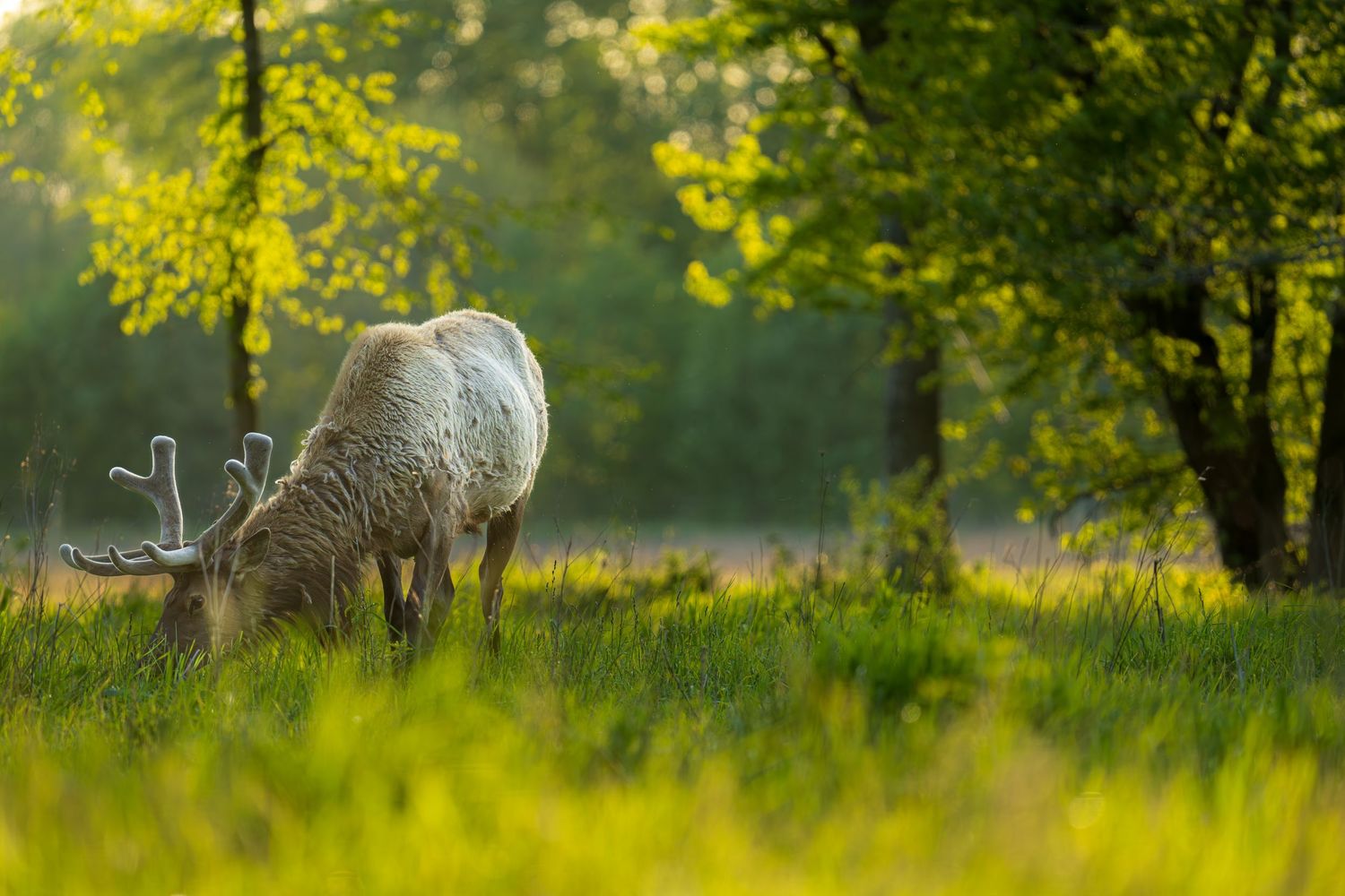White deer with antlers grazing on lush green grass in a sunlit forest clearing surrounded by trees.