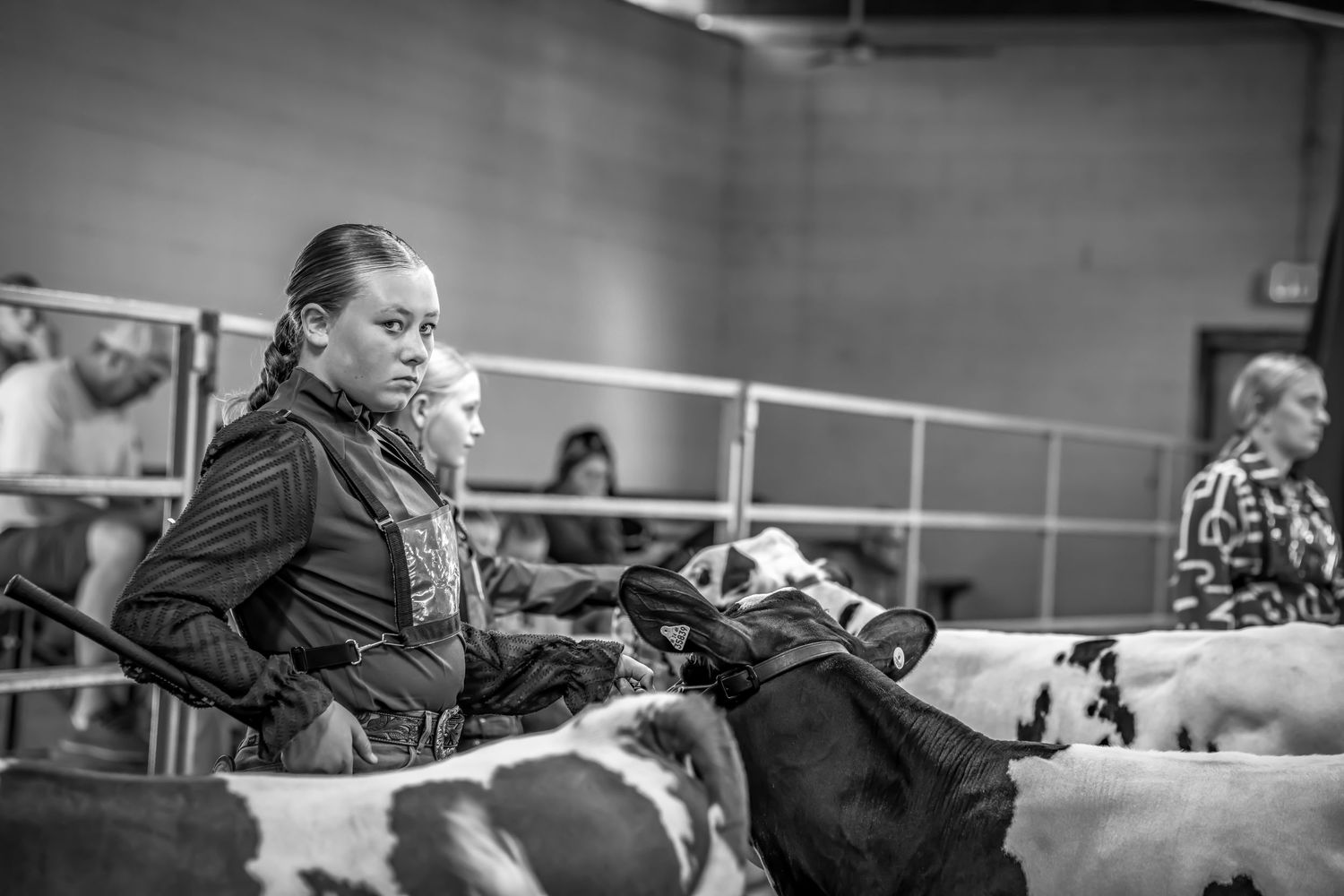 Woman in black jacket stands among black and white dairy cows at an indoor livestock show.