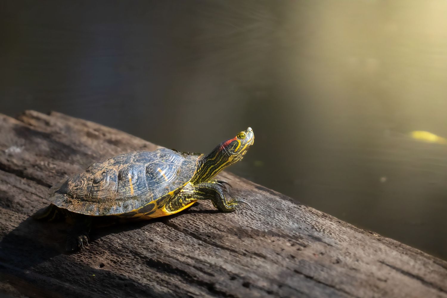 A red-eared slider turtle basks on a weathered log near sunlit water.