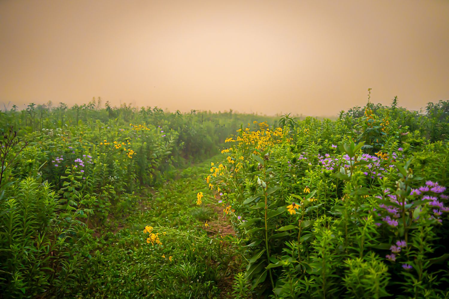 A misty wildflower meadow with yellow and purple blooms surrounded by lush green foliage under a hazy orange sky.