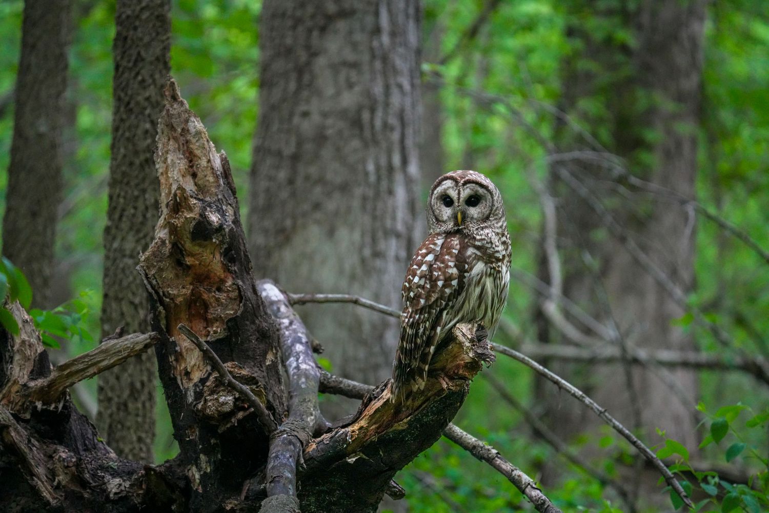 A barred owl perched on a gnarled tree branch in a lush green forest, showcasing its brown and white spotted plumage.