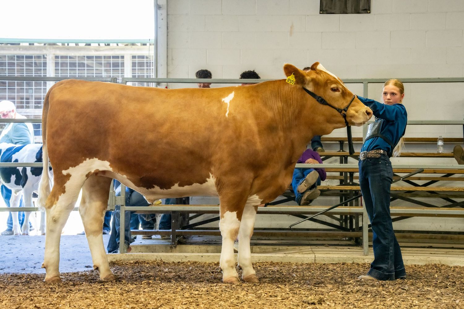 A brown and white cow being shown by a young handler at an indoor livestock show competition.