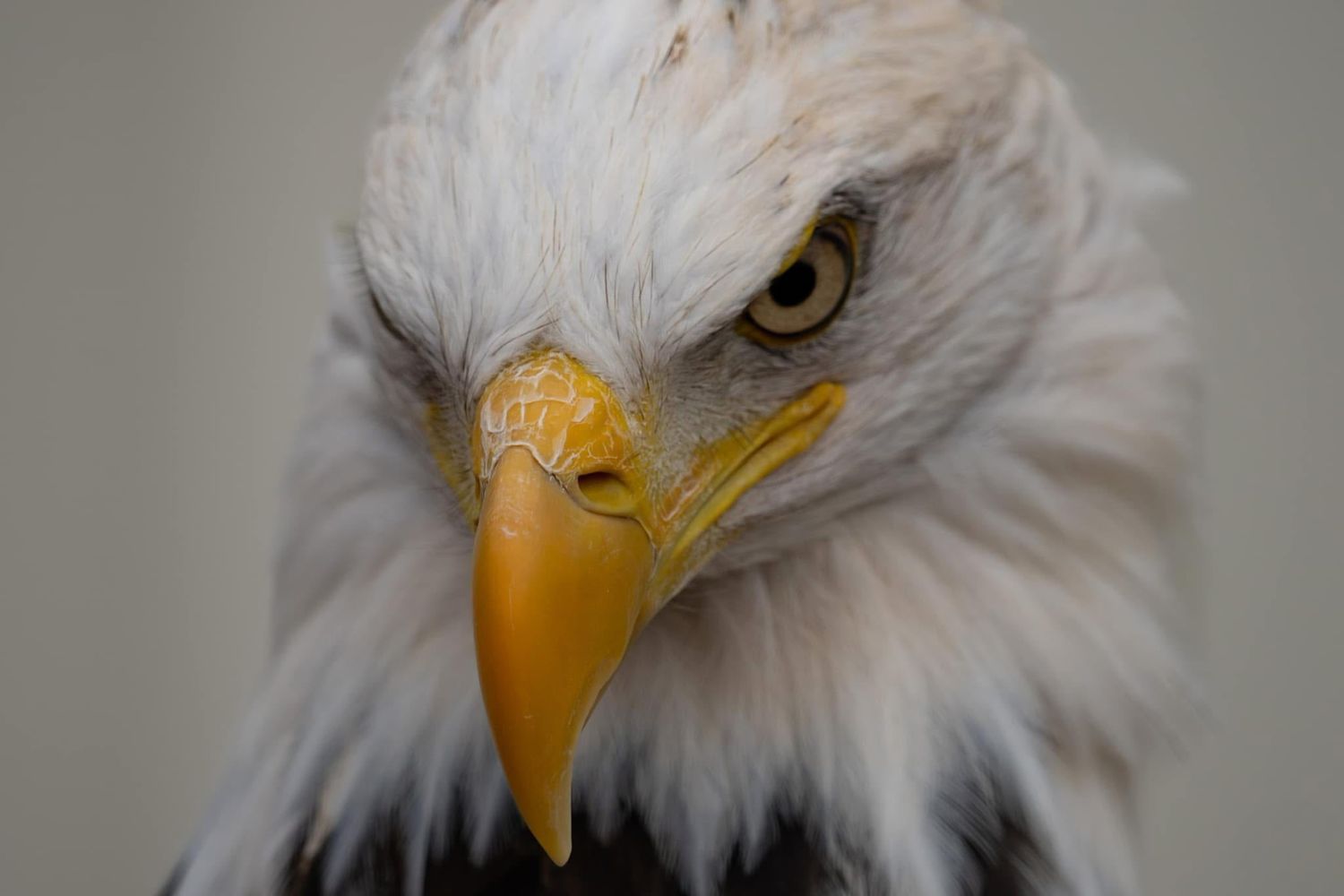 Close-up portrait of a bald eagle showing its sharp yellow beak, intense eye, and white feathered head.