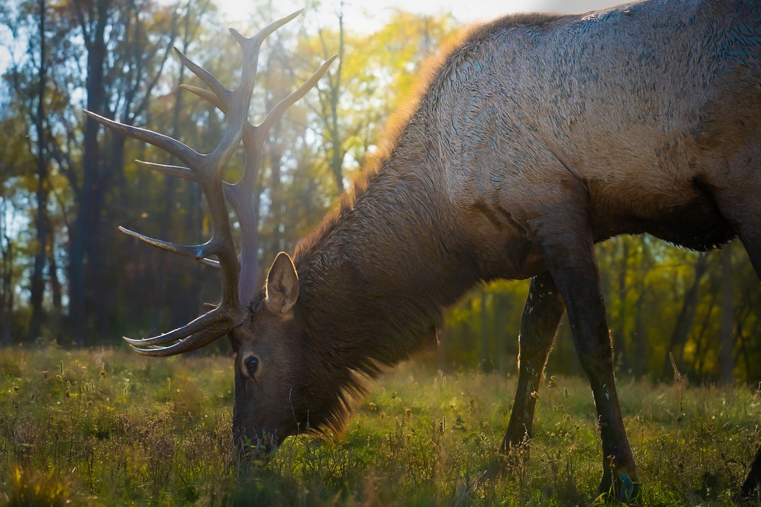 A bull elk with large antlers grazes on grass in a sunlit autumn forest clearing.