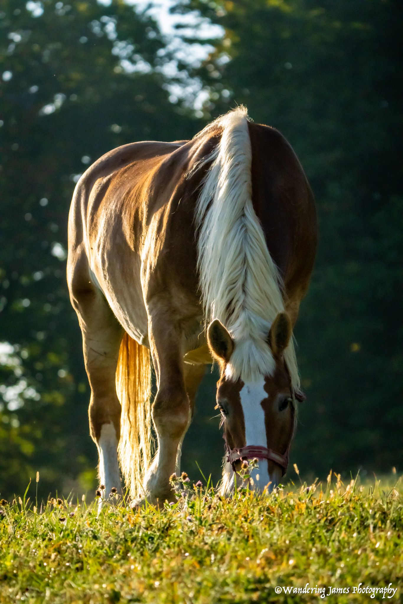 A brown and white horse with a flowing mane grazes in golden sunlight.