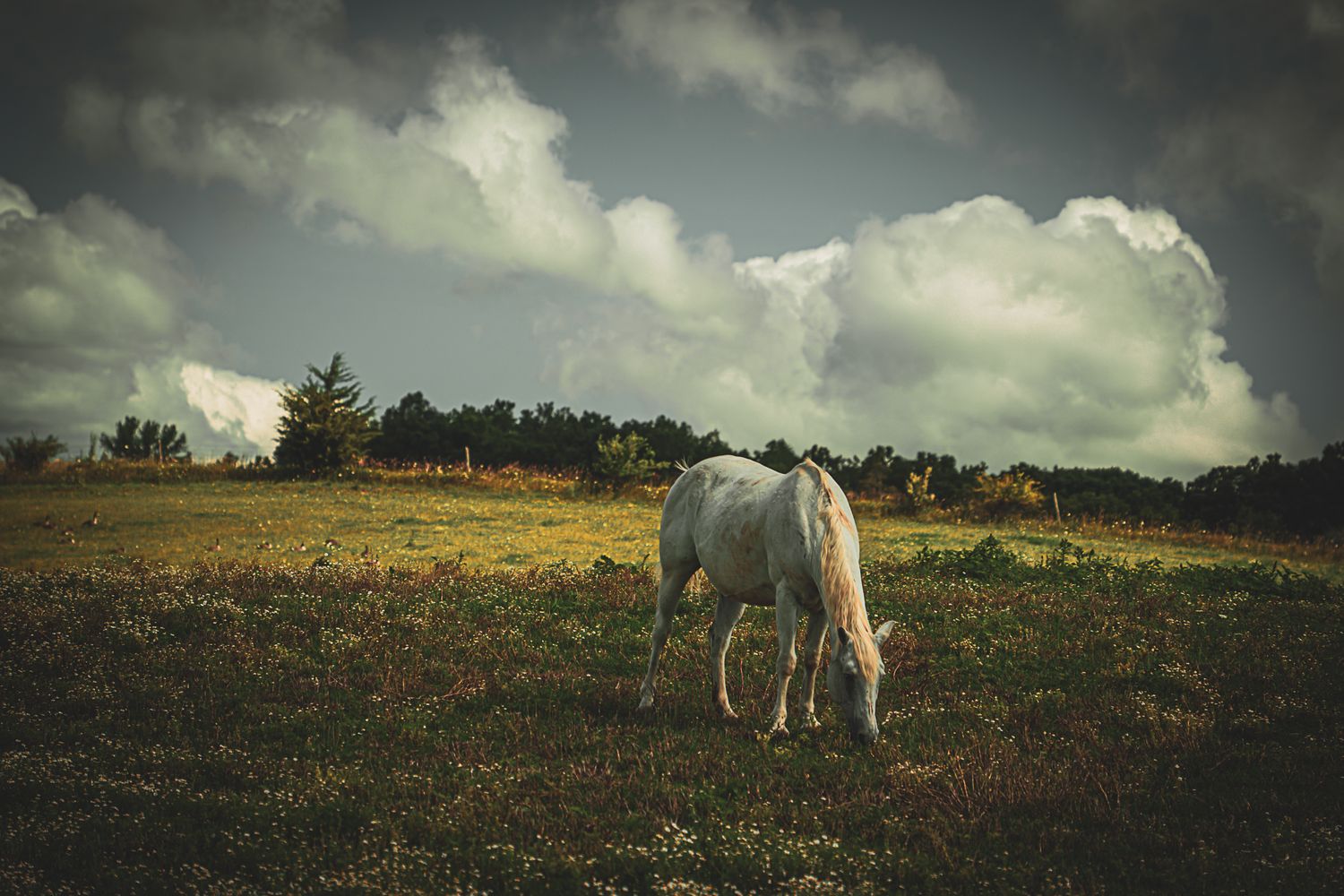 White horse grazing in a colorful meadow with trees in the background under dramatic clouds.