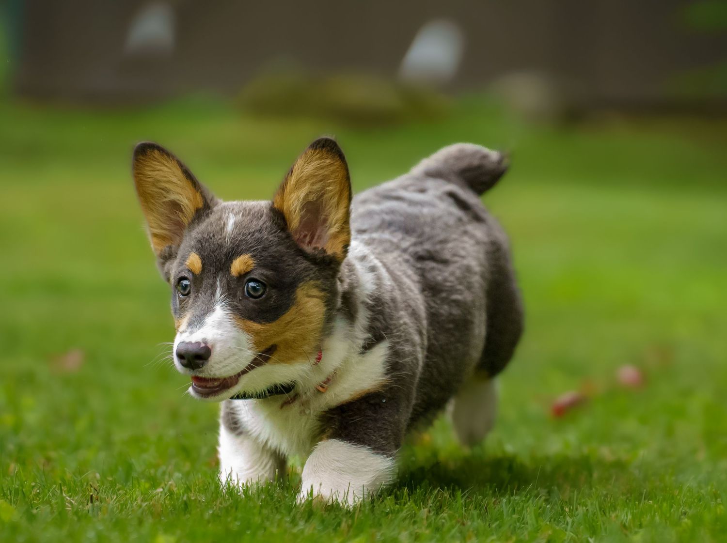 An adorable tri-color Corgi puppy with large ears trots playfully across a lush green grass lawn.