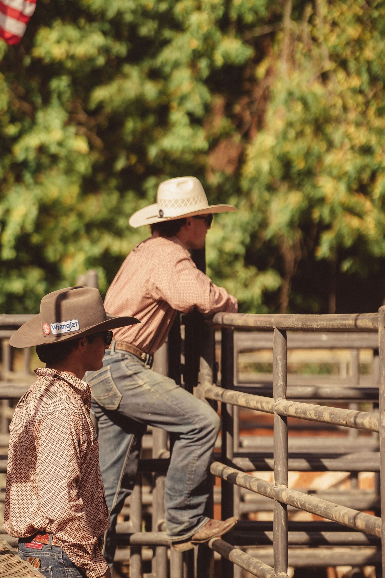 Two cowboys in western hats climbing and standing on metal rodeo chute fence with trees behind.