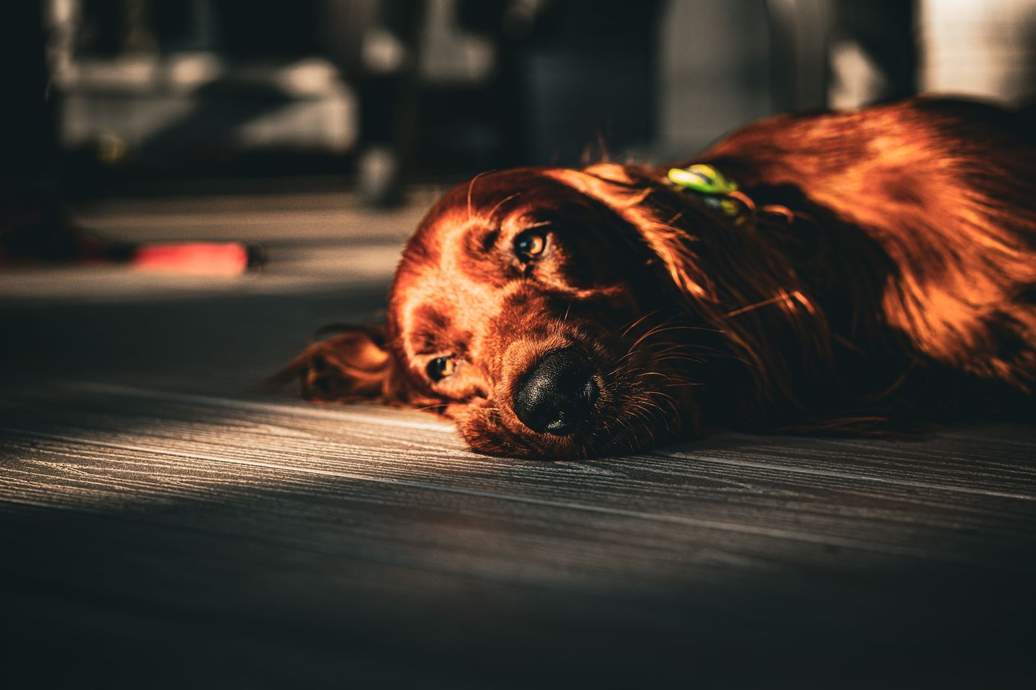 A beautiful red Irish Setter dog rests its head on the floor in dramatic moody indoor lighting.