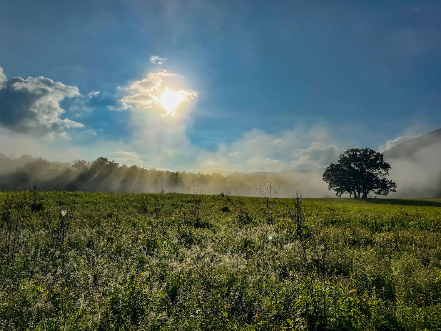 Sunbeams breaking through morning mist over a wildflower meadow with a lone tree on the horizon.