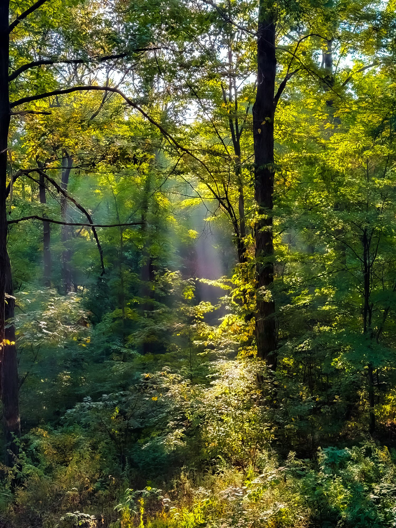Sunlight rays filtering through lush green forest trees creating a magical glowing woodland scene.
