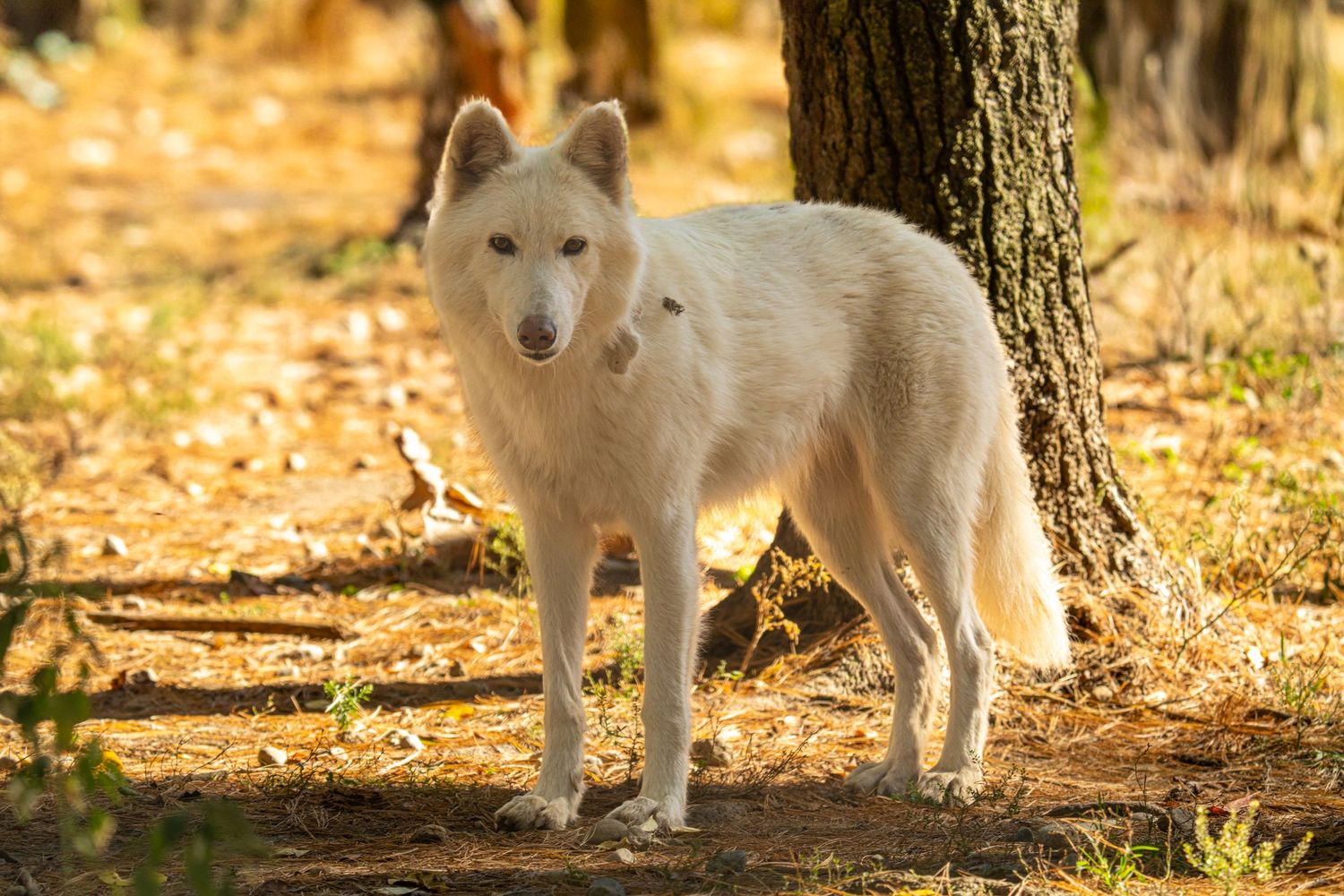 White wolf standing alert in autumn forest with fallen leaves and tree trunks in background.