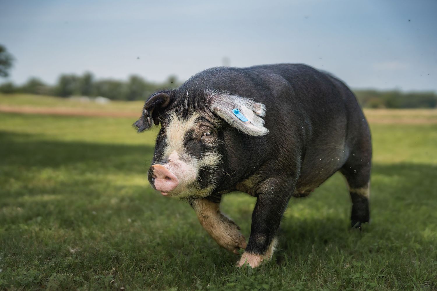 A black and pink Kunekune pig trots across a green grassy field on a cloudy day.