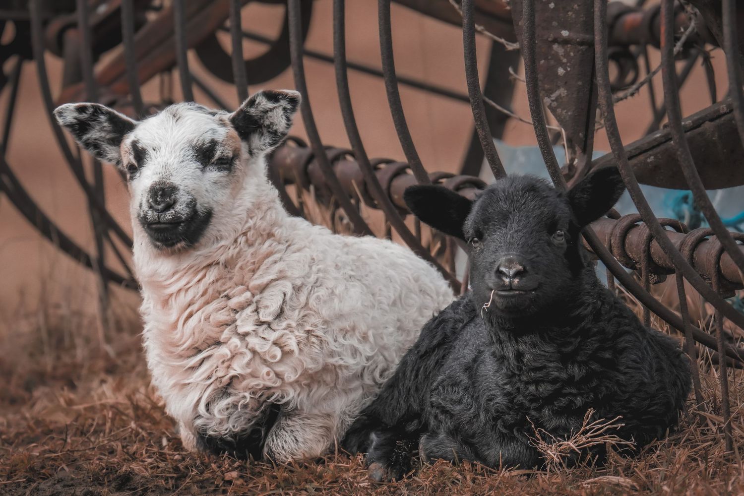 White and black baby lambs resting together beside rustic farm equipment.