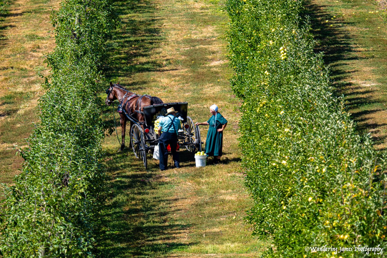 Amish workers harvest fruit from an orchard row using a horse-drawn cart.