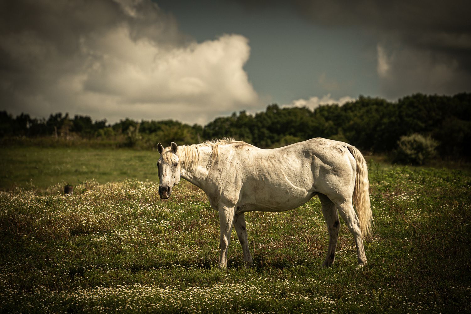 A white horse grazing in a green meadow with wildflowers under a dramatic cloudy sky.