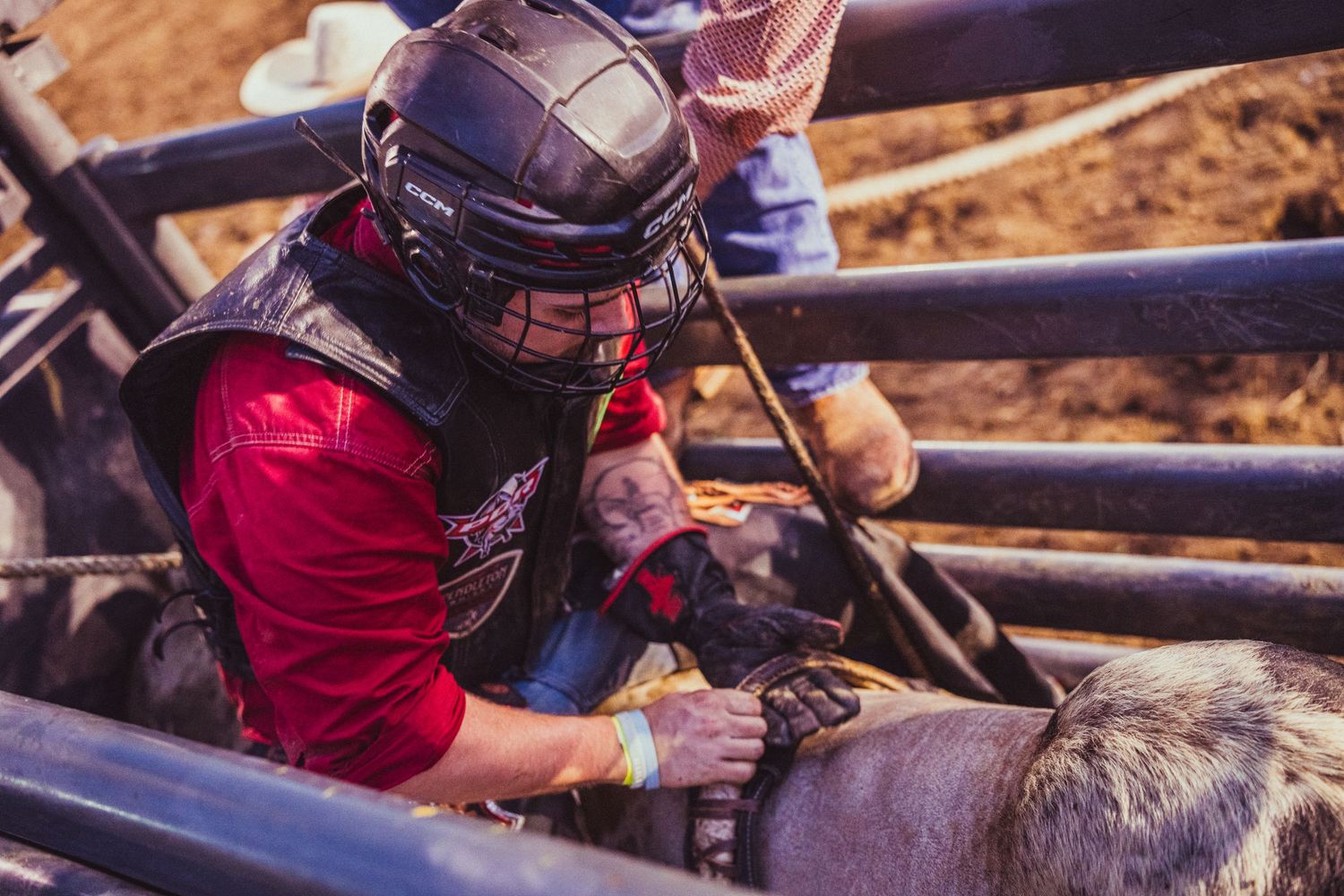 A bull rider in a red jersey and helmet prepares his equipment on a bull in a rodeo chute.