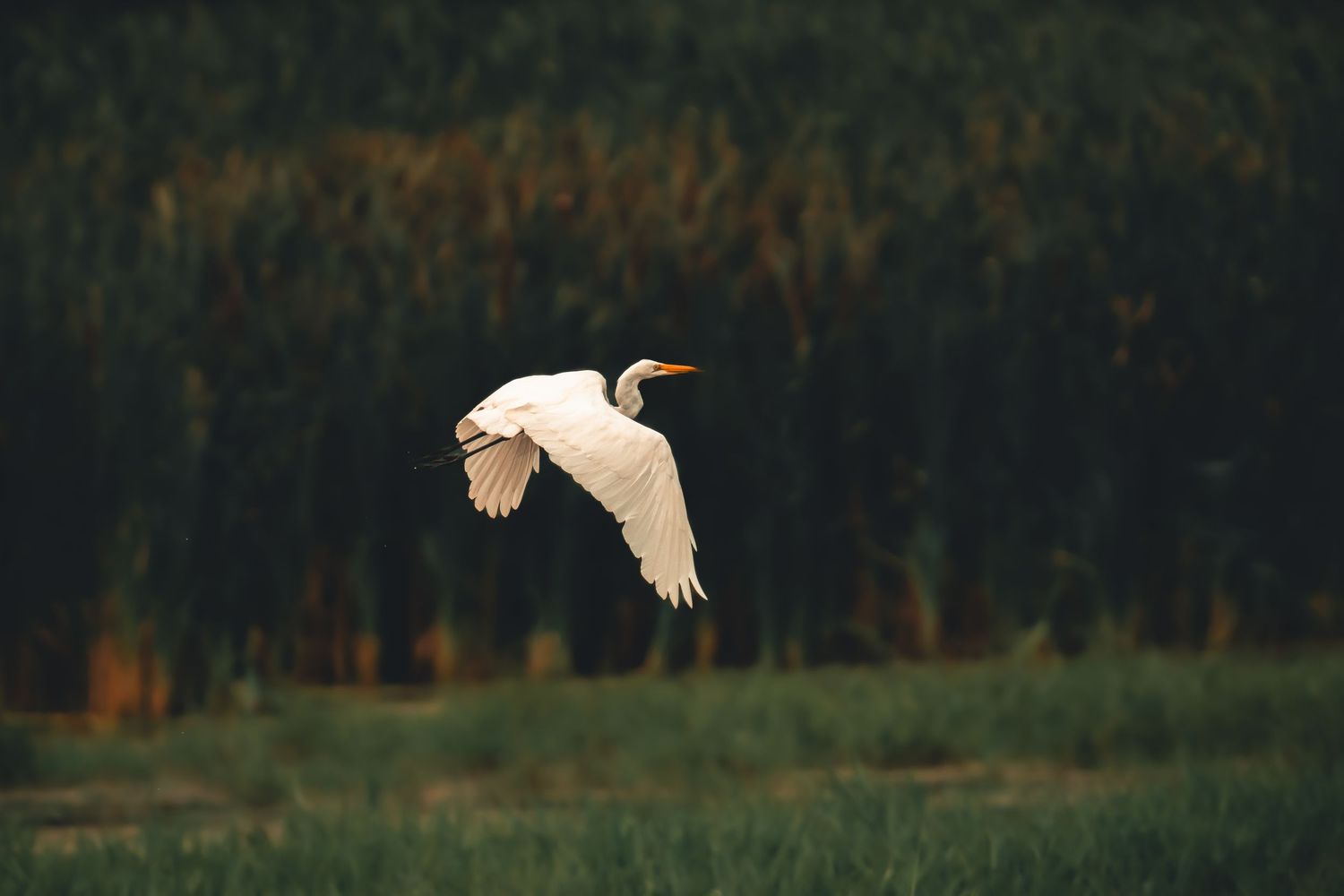 A white egret soaring gracefully in flight over a lush green field with dark trees in the background.