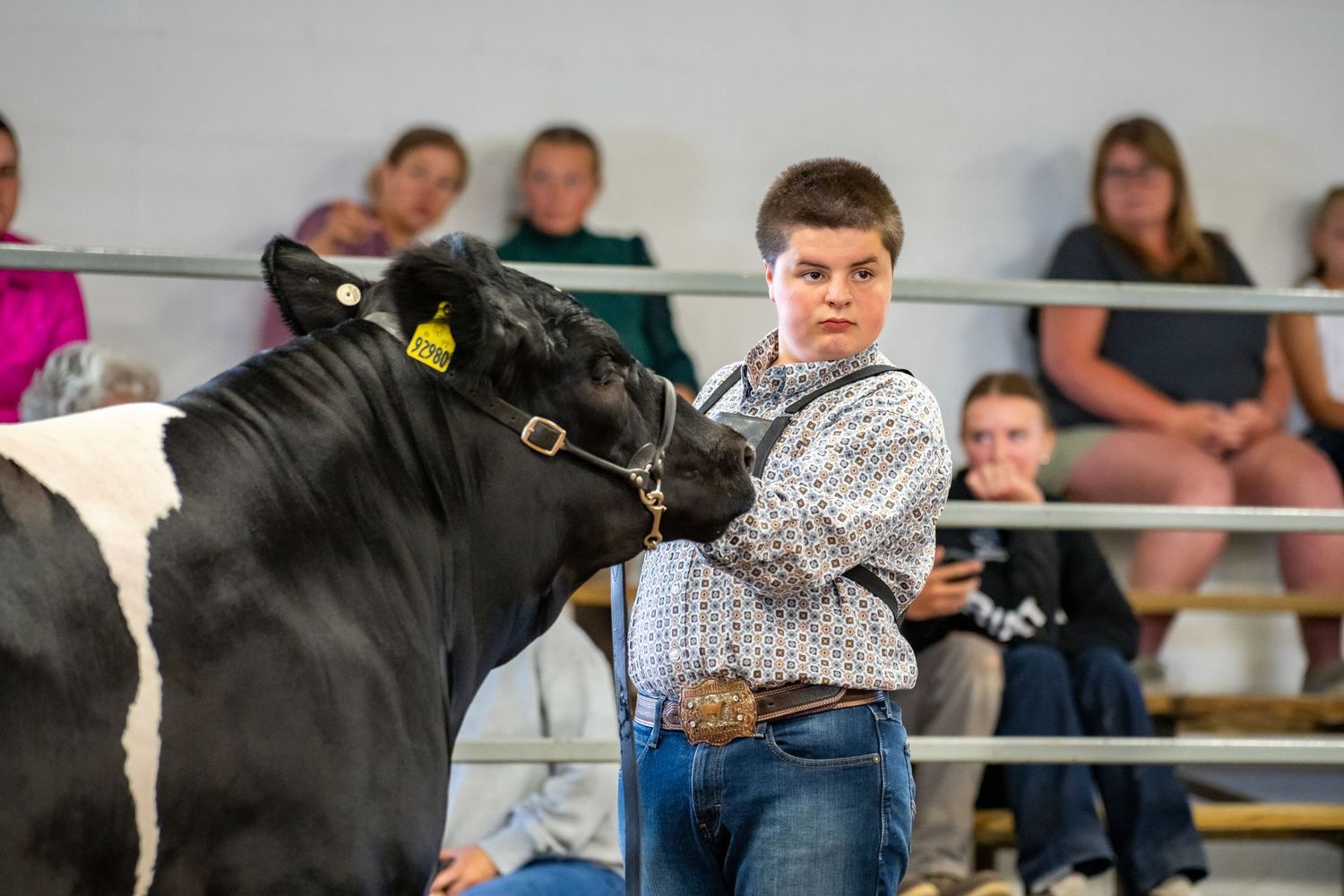 Young boy showing a black and white Holstein cow to judges at a livestock competition.