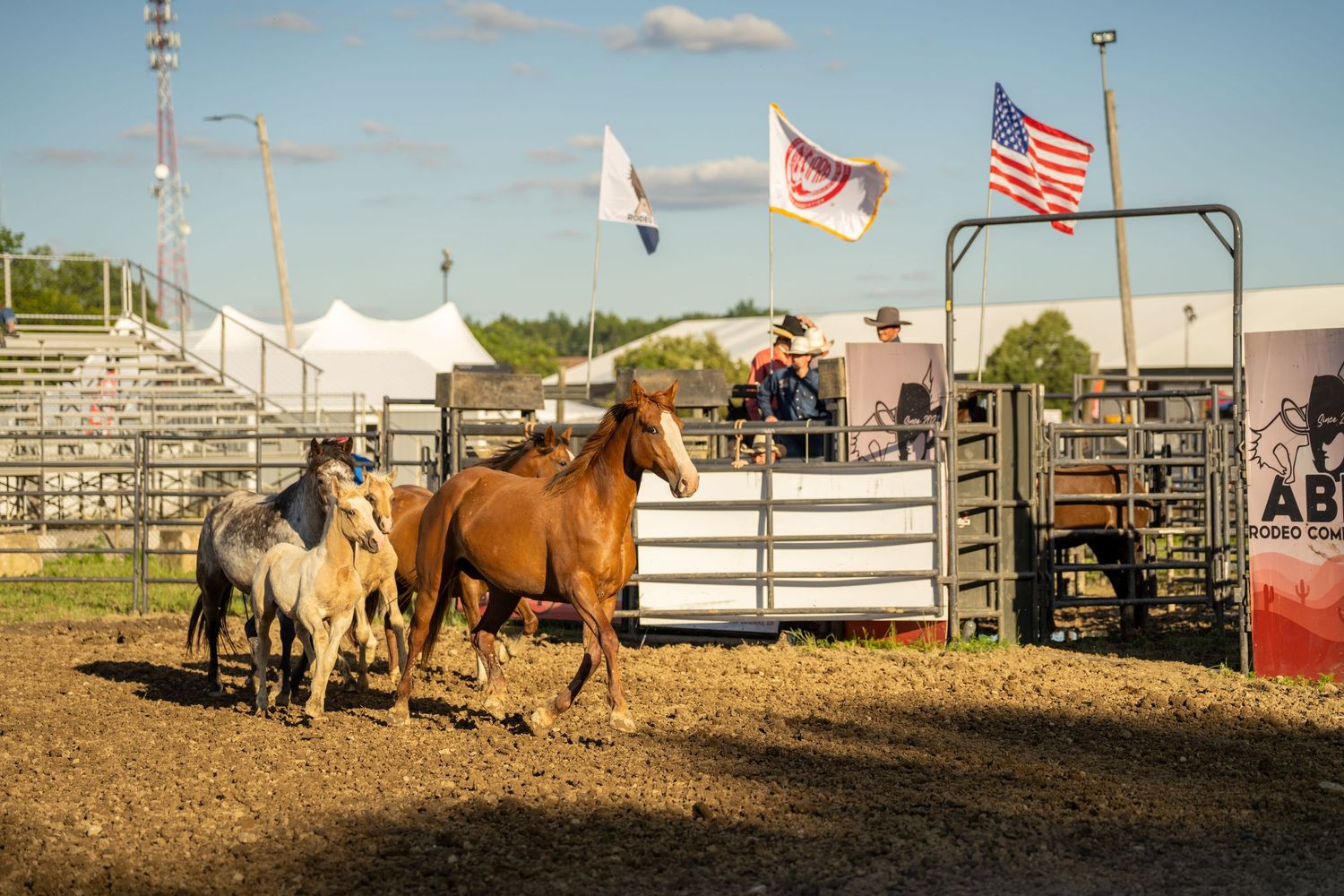 Three horses running freely in a rodeo arena with American flags and white tents in the background.