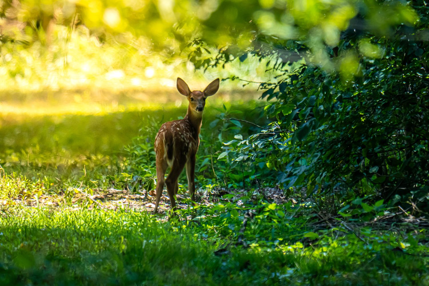 A spotted white-tailed deer fawn stands alert in dappled sunlight near green woodland shrubs.