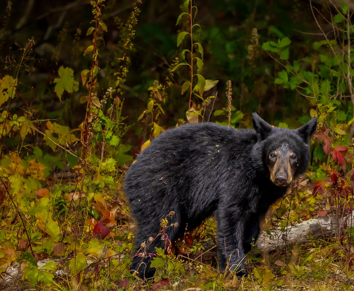 A black bear stands among colorful autumn foliage in the forest.