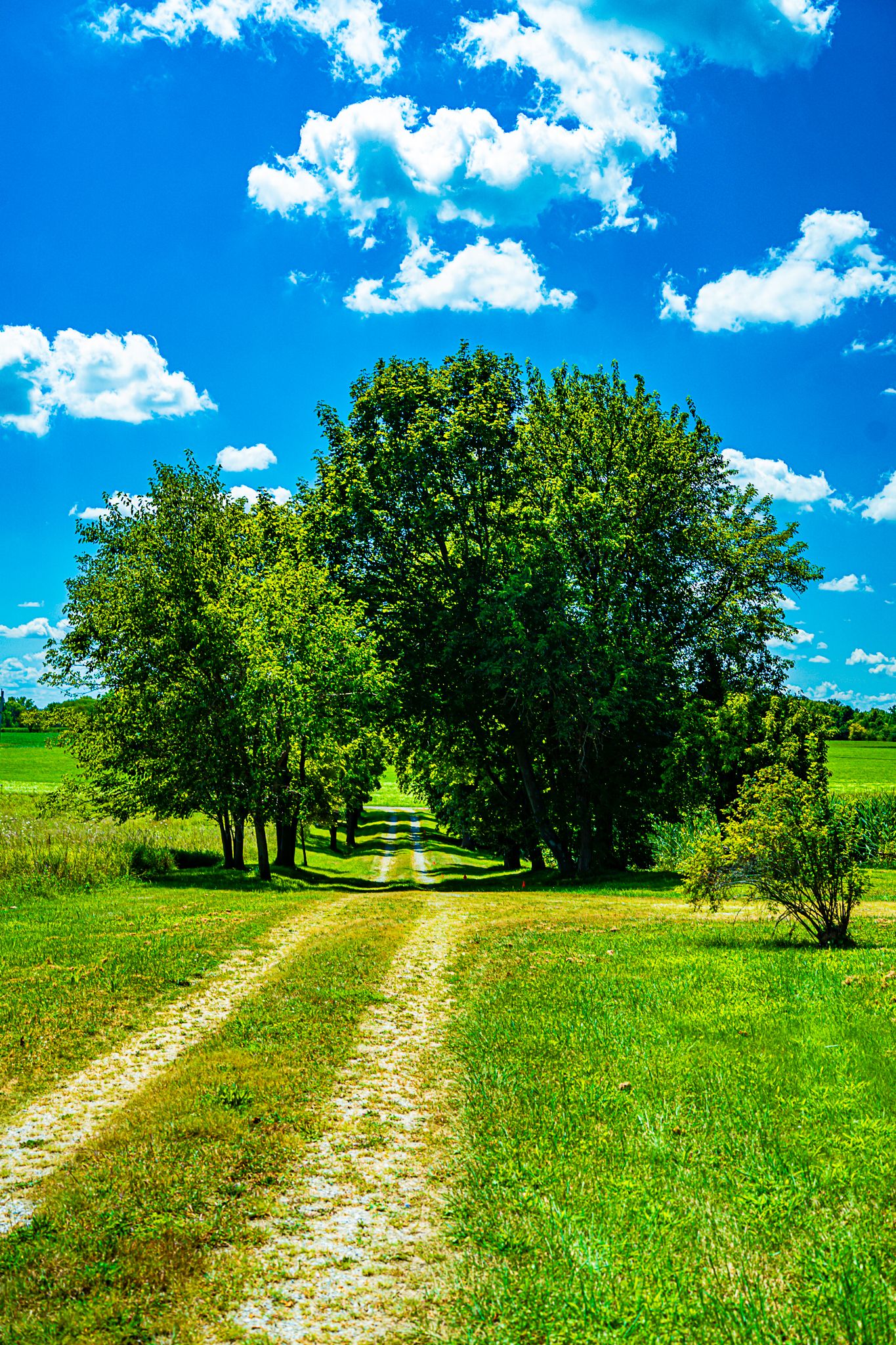 A dirt country road lined with green trees leads through open meadows under a bright blue cloudy sky.