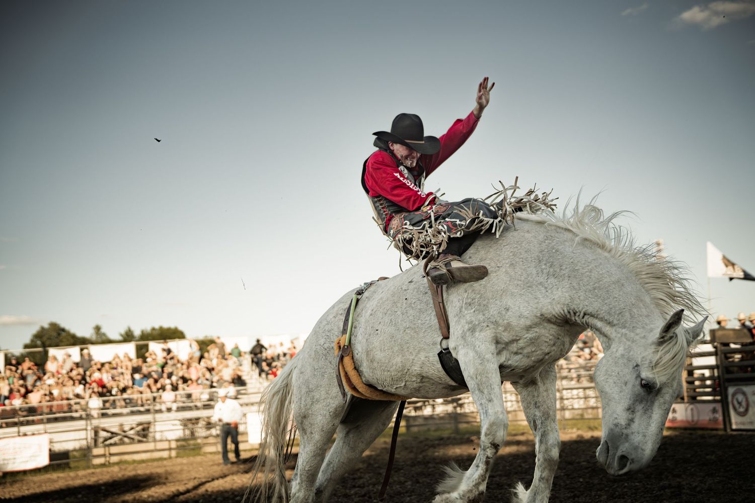 A rodeo cowboy in a red shirt rides a bucking white horse at an outdoor rodeo event.