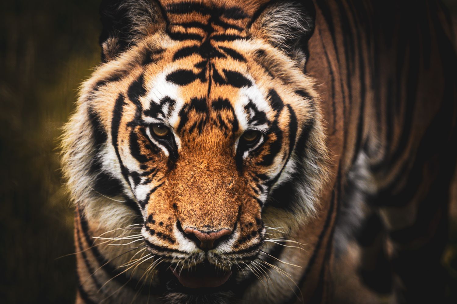 Intense close-up portrait of a Bengal tiger with striking orange and black striped fur.