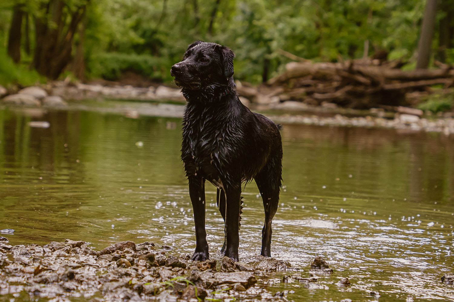 Wet black Labrador Retriever standing in a shallow river surrounded by trees.