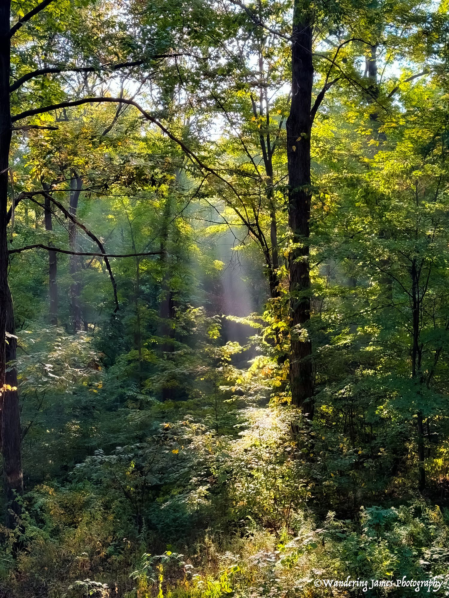 Sunlight filters through lush green trees in a serene forest scene.