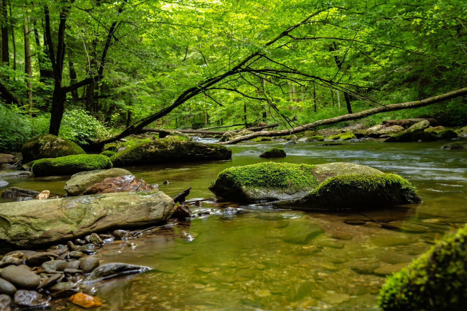 Moss-covered rocks line a serene forest stream with lush green trees and a fallen log overhead.