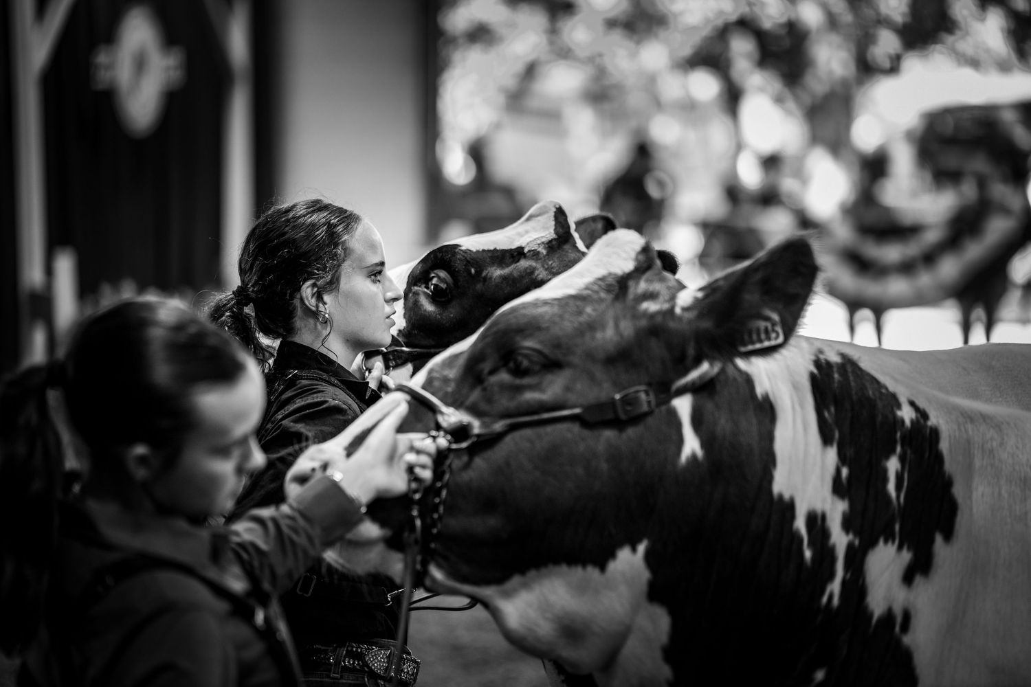 Black and white photo of a young girl carefully handling a Holstein dairy cow at a livestock show.