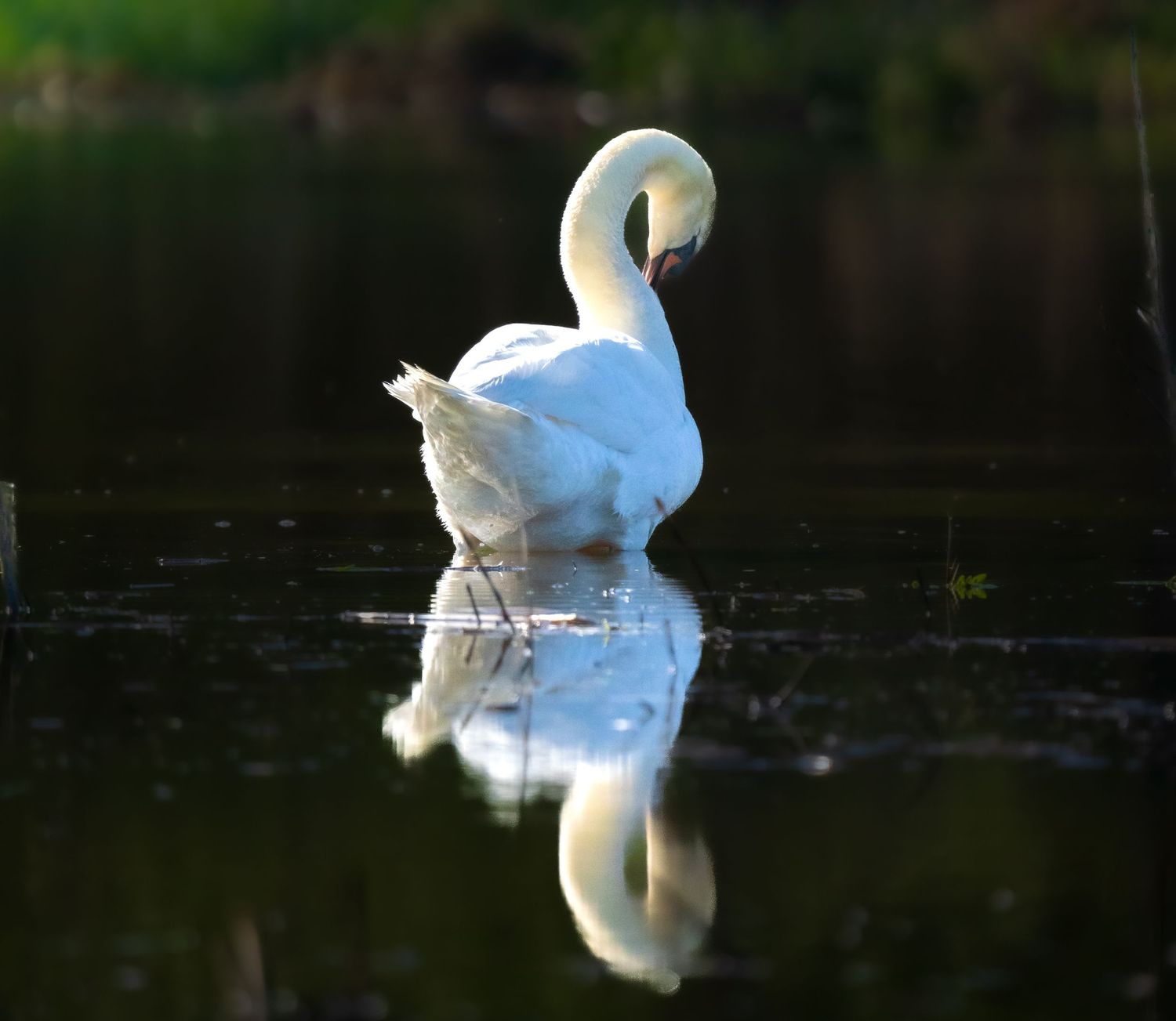 A graceful white swan wading in calm dark water with a perfect mirror reflection visible below.