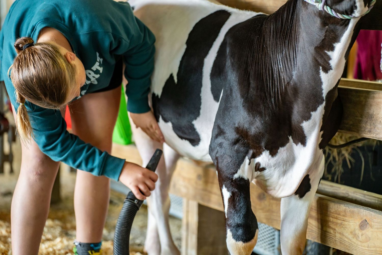 Girl milking a black and white Holstein cow in a barn stall using a milking machine.
