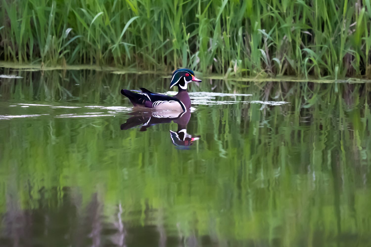 A colorful wood duck glides across a calm reflective pond surrounded by tall green reeds.