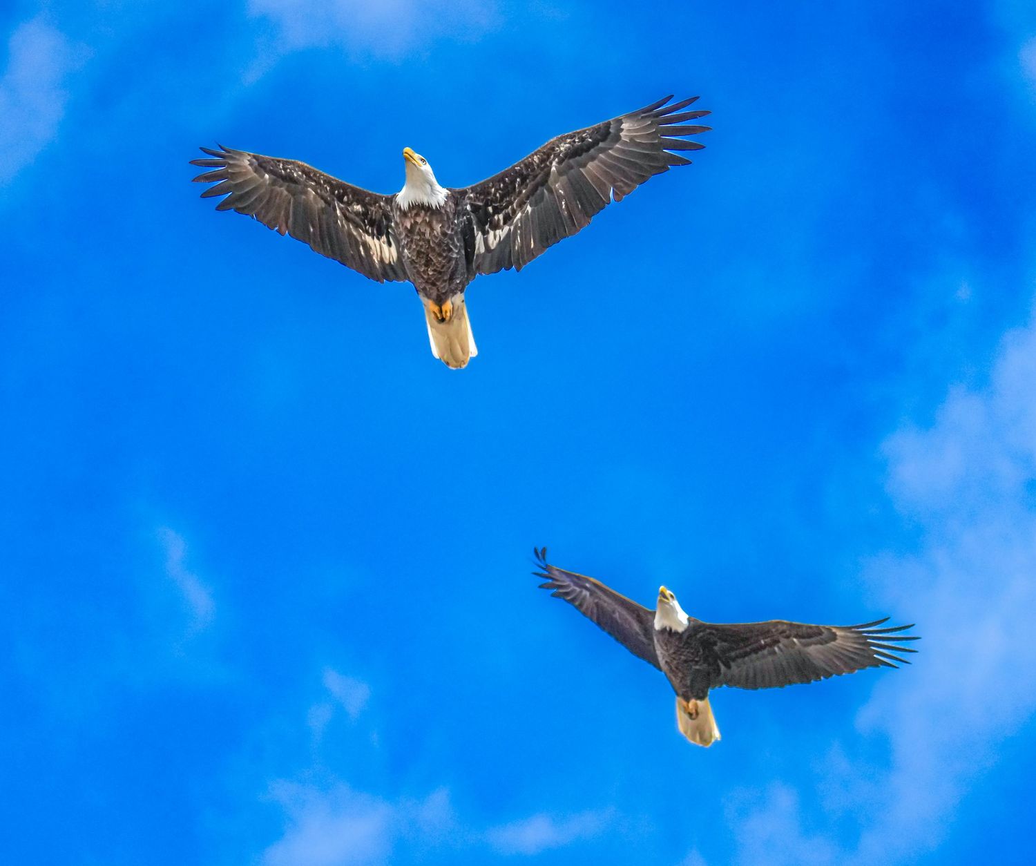 Two bald eagles soaring gracefully against a bright blue sky with white clouds in a stunning wildlife photo.