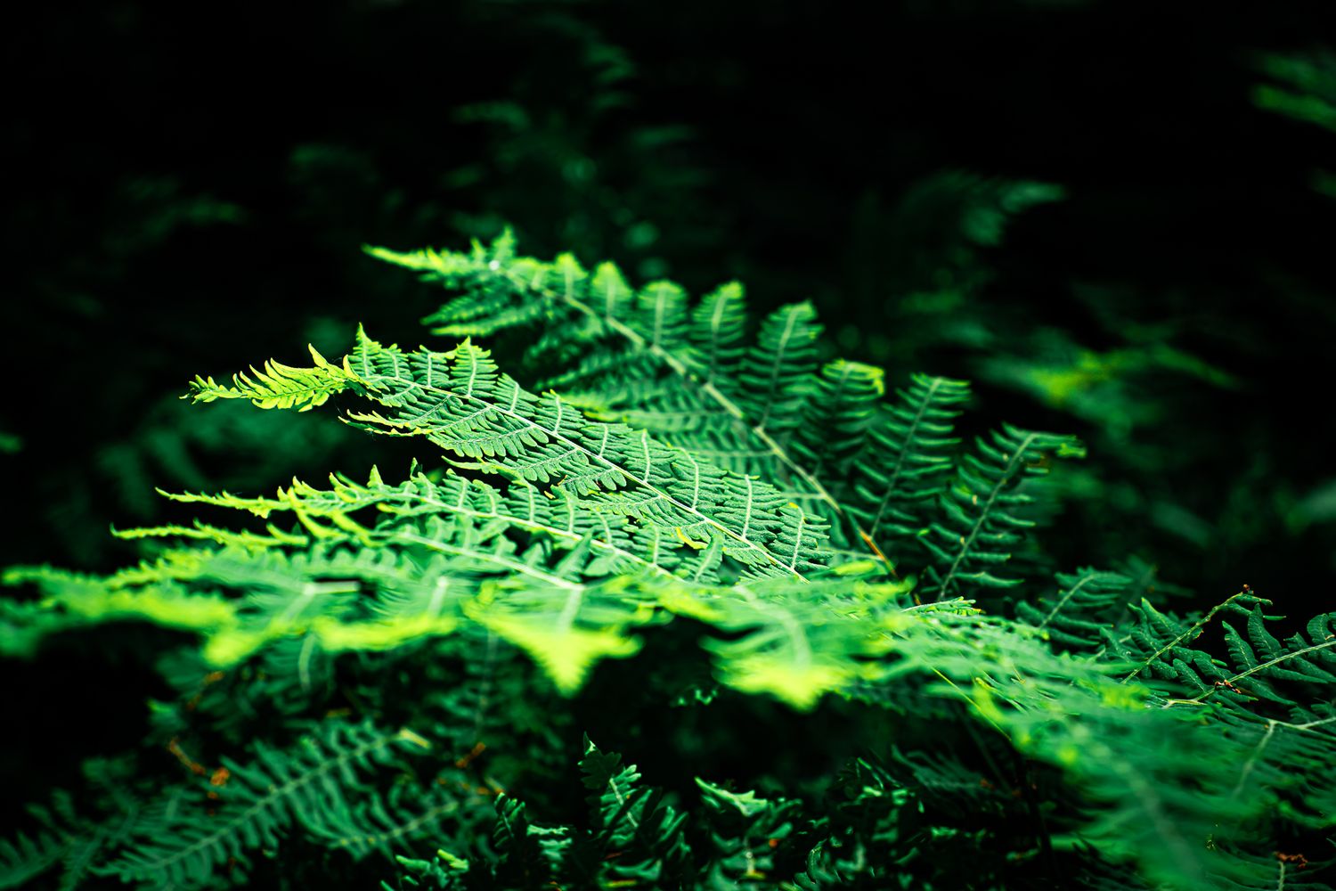 Vibrant green fern fronds illuminated against a dark forest background in a close-up nature shot.