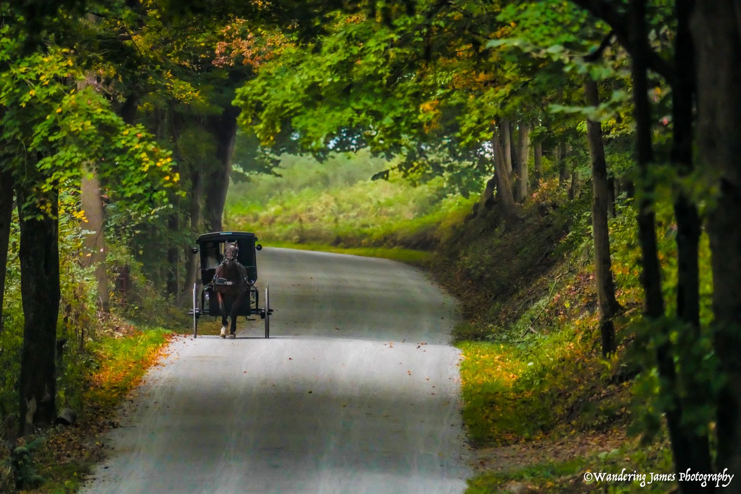 A horse-drawn Amish buggy travels down a winding tree-lined country road in fall.