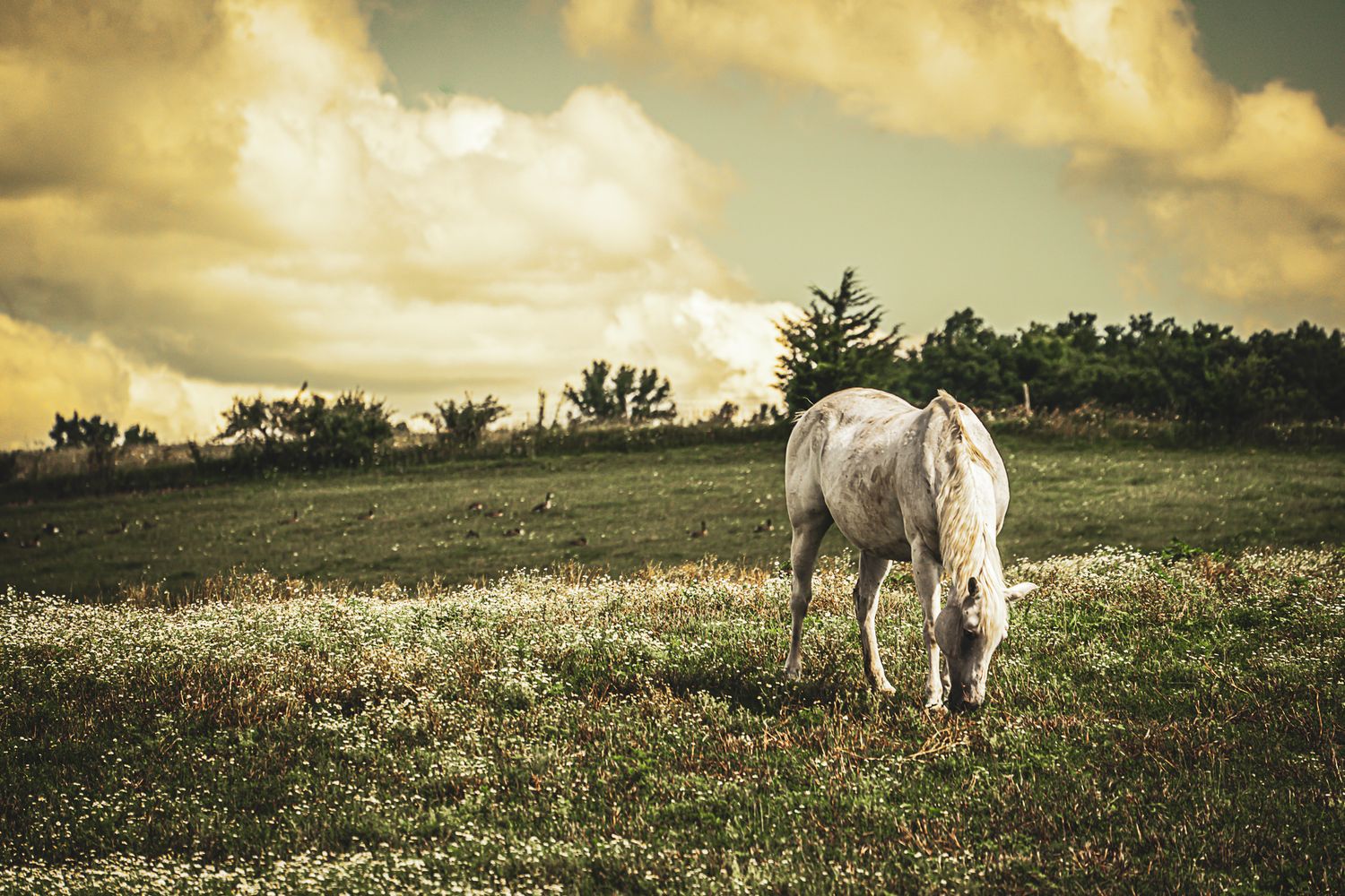 White horse grazing in a flower-filled meadow at sunset under dramatic golden cloudy sky.