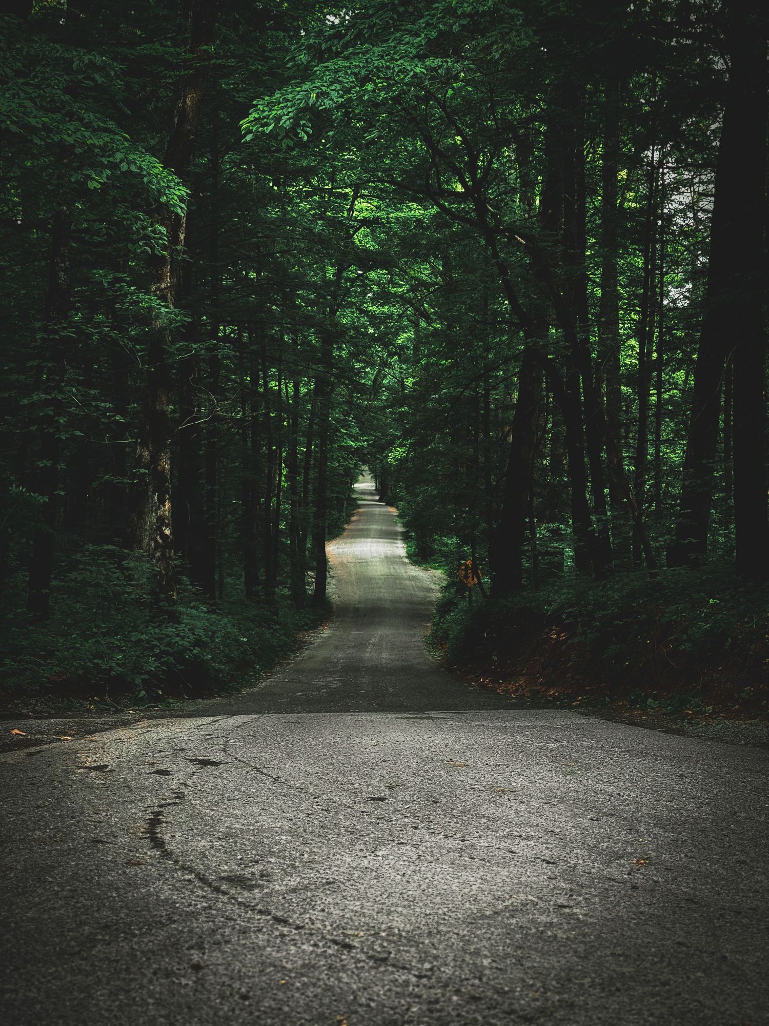 Dark, moody forest road lined with tall green trees creating a natural tunnel perspective.
